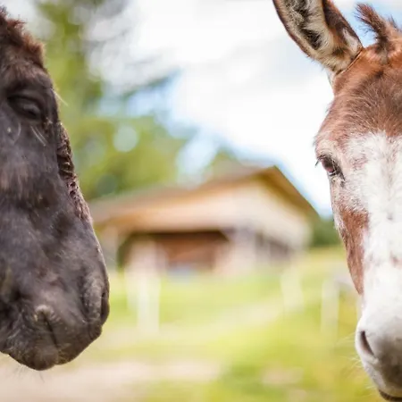 Marer Urlaub Auf Dem Bauernhof Villabassa